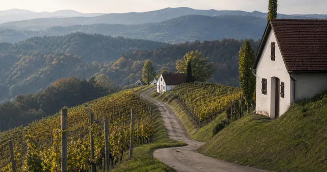 Schmale Straße durch Weinberge auf einem Höhenrücken